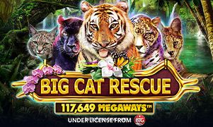 Imagem do jogo Big Cat Rescue Megaways da Lottofy